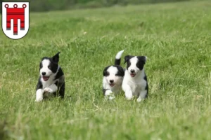 Mehr über den Artikel erfahren Border Collie Züchter und Welpen in Vorarlberg