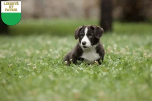 Mehr über den Artikel erfahren Border Collie Züchter und Welpen in Waadt