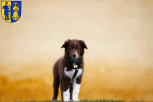 Mehr über den Artikel erfahren Border Collie Züchter und Welpen in Waldshut-Tiengen