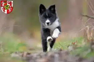 Mehr über den Artikel erfahren Border Collie Züchter und Welpen in Weingarten