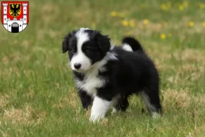Mehr über den Artikel erfahren Border Collie Züchter und Welpen in Weißenburg in Bayern
