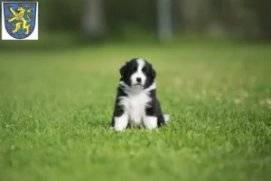 Mehr über den Artikel erfahren Border Collie Züchter und Welpen in Winsen (Luhe)