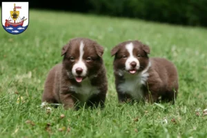 Mehr über den Artikel erfahren Border Collie Züchter und Welpen in Wismar
