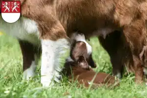 Mehr über den Artikel erfahren Border Collie Züchter und Welpen in Witten
