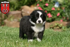 Mehr über den Artikel erfahren Border Collie Züchter und Welpen in Wittlich