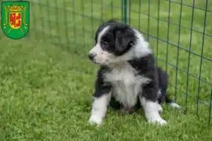 Mehr über den Artikel erfahren Border Collie Züchter und Welpen in Wittmund