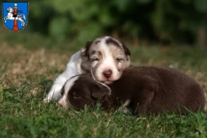 Mehr über den Artikel erfahren Border Collie Züchter und Welpen in Wolfenbüttel
