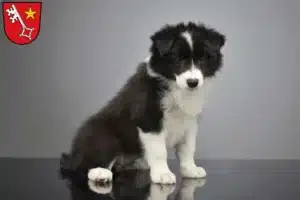 Mehr über den Artikel erfahren Border Collie Züchter und Welpen in Worms