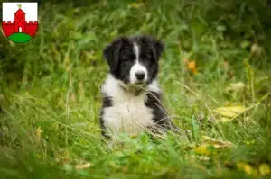 Mehr über den Artikel erfahren Border Collie Züchter und Welpen in Zirndorf