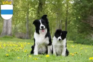 Mehr über den Artikel erfahren Border Collie Züchter und Welpen in Zug