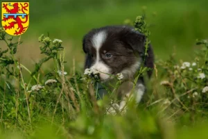 Mehr über den Artikel erfahren Border Collie Züchter und Welpen in Zweibrücken