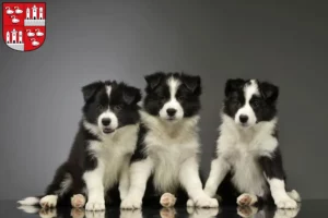 Mehr über den Artikel erfahren Border Collie Züchter und Welpen in Zwickau