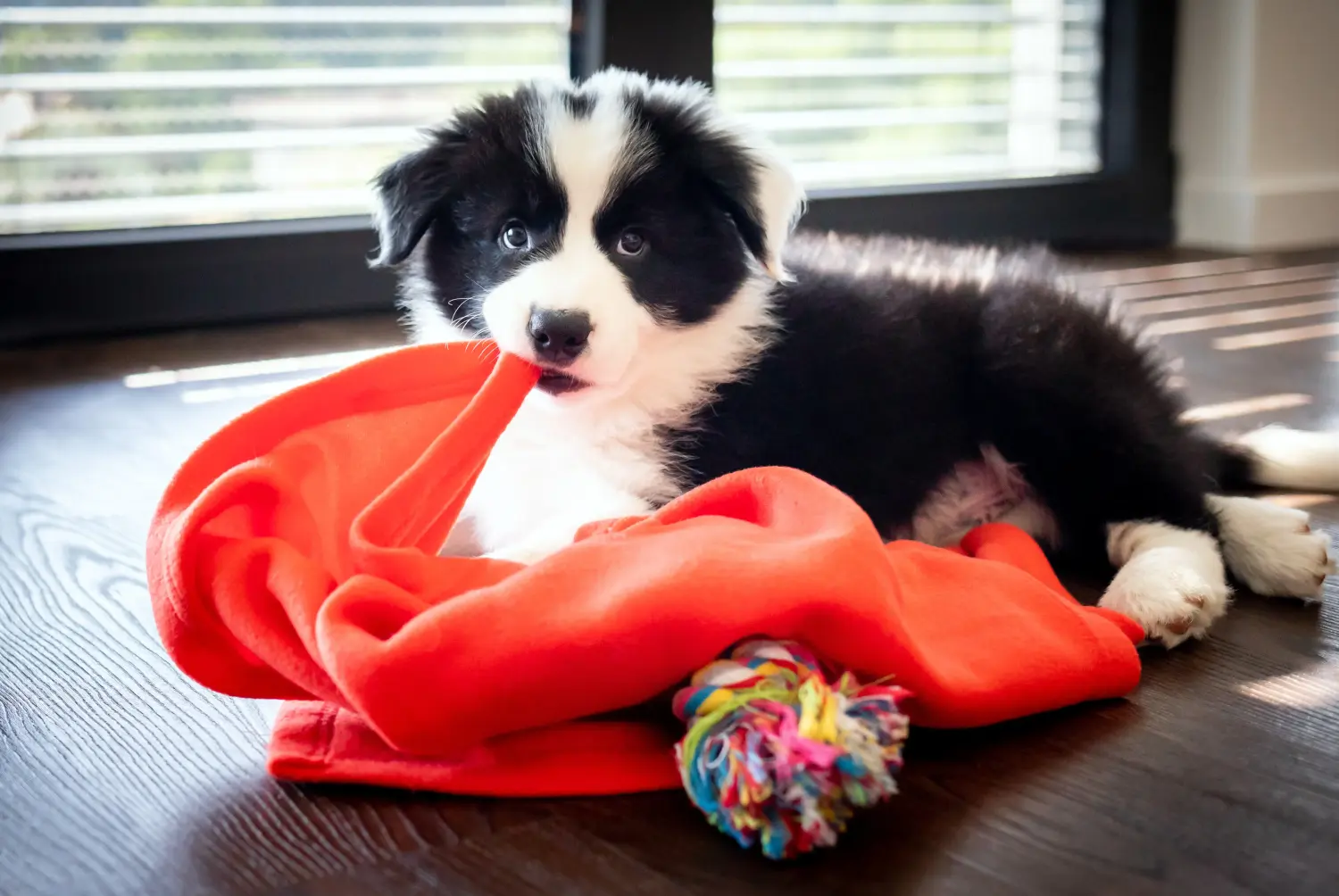 Einen Border Collie Welpen zu kaufen, bedeutet Verantwortung zu übernehmen! Border Collie Welpen kaufen.