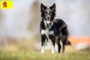 Mehr über den Artikel erfahren Border Collie Züchter und Welpen in Südholland