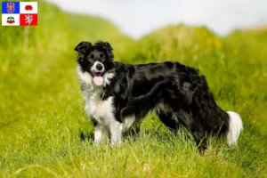 Mehr über den Artikel erfahren Border Collie Züchter und Welpen in Vysočina