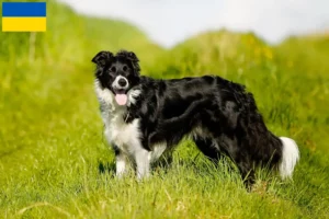 Mehr über den Artikel erfahren Border Collie Züchter und Welpen in der Ukraine