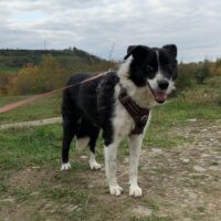Lovely Hündin, kastriert, geb Februar 2016, ca 50 cm
