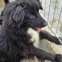 NISHA (ca 1,5 Jahre / Rasse: Mischling)