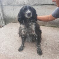 MILE - Kuschelkönig mit Charme sucht Herzensmenschen (mit VIDEO)