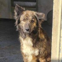 Freundlicher und liebenswerter ROCKY (sucht noch: 08/2025)