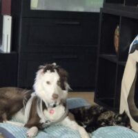 Border collie Hündin