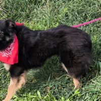 MARY, 1 J. alte Mix-Hündin, 40 cm, sanft und ruhig, gerne zu Kindern, Katzen, Hunden