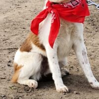 DEBY, 1 J./9 kg - sanfte, ruhige Mix-Hündin