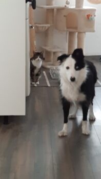 Miniaturansicht für das Anzeigenbild