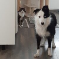 wegen Pflegefall Zuhause verloren: Hündin Daisy und Freund Kater Ringo, beide 2019 geboren