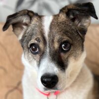 Carey (ca. 5 Jahre Kiew / Ukraine) – Hund auf Katzenpfoten