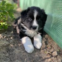 Reinrassige Border Collie Welpen