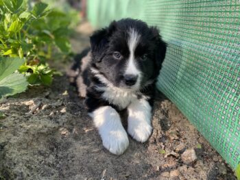 Reinrassige Border Collie Welpen