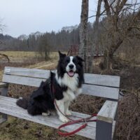 Notfall- Border Collie Rüde Wolfi sucht ein neues Zuhause bei Menschen mit Erfahrung.