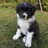 Welpe Benjamin black sucht sein 5* Zuhause aus der VDH Zucht "of little swan flow"