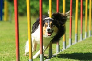 Mehr über den Artikel erfahren Hundesport