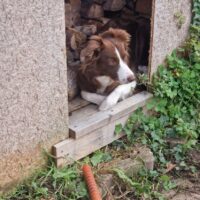 Wurfankündigung Border Collie