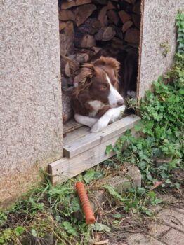 Wurfankündigung Border Collie
