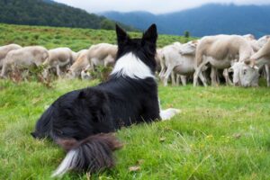 Mehr über den Artikel erfahren Hüten als Beschäftigung