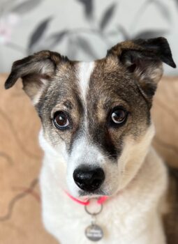 Carey (ca. 5 Jahre Kiew / Ukraine) – Hund auf Katzenpfoten