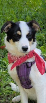 KETY, 5 Mon. alte, liebe Tricolor-Hündin, problemlos mit Kindern, Hunden, Katzen