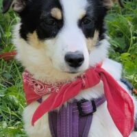 KETY, 5 Mon. alte, liebe Tricolor-Hündin, problemlos mit Kindern, Hunden, Katzen