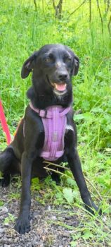 MILA, mittlerweile 10 Mon. alte Mix-Hündin, sehr sanft, toll mit Kindern, Katzen, Hunden