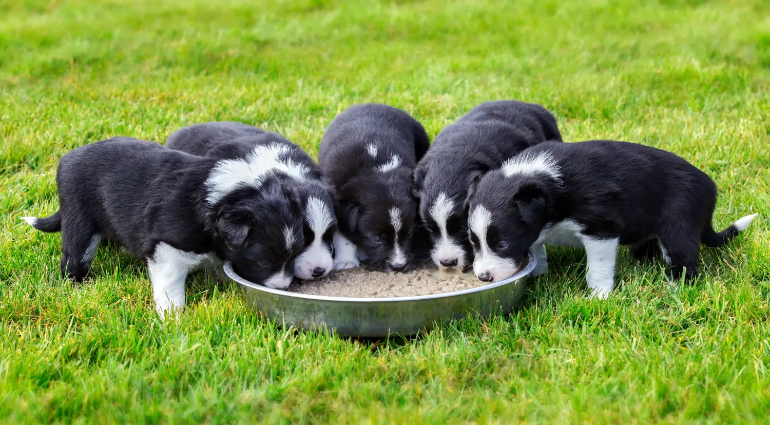 Einen Border Collie Welpen zu kaufen, bedeutet Verantwortung zu übernehmen! Border Collie Welpen kaufen.