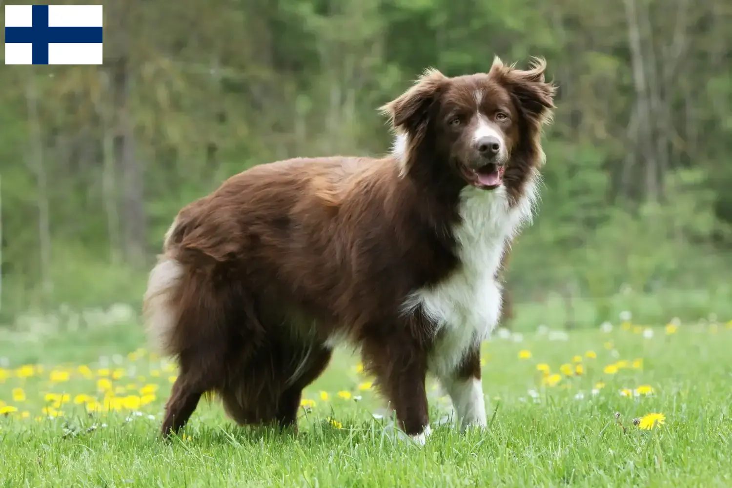 Mehr über den Artikel erfahren Border Collie Züchter und Welpen in Finnland