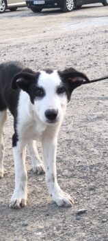 Dringend Goofy, junger süsser sozialer Hundebube, er liebt alle, Mensch, Kind, Hund, Katze