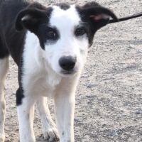 Dringend Goofy, junger süsser sozialer Hundebube, er liebt alle, Mensch, Kind, Hund, Katze