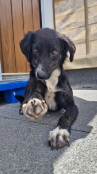Hundemixmädchen Sofi, anfangs schüchtern, verspielt, verschmust, sozial