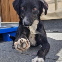 Hundemixmädchen Sofi, anfangs schüchtern, verspielt, verschmust, sozial