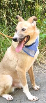 NEO, *11/2023, abenteuerlustiger, liebevoller Hundebub, mag auch Kinder, andere Hunde, Katzen
