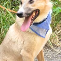 NEO, *11/2023, abenteuerlustiger, liebevoller Hundebub, mag auch Kinder, andere Hunde, Katzen